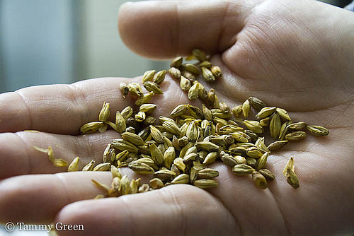 Malted grain used in beer production