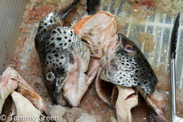 Fish Heads