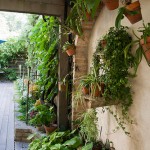 Rick Bayless | Staghorn Ferns