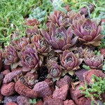 Rick Bayless | Decorative Planting