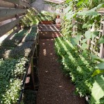 Rick Bayless | Micro-greens & Mint