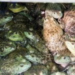 Frogs | Mayflower Grocery