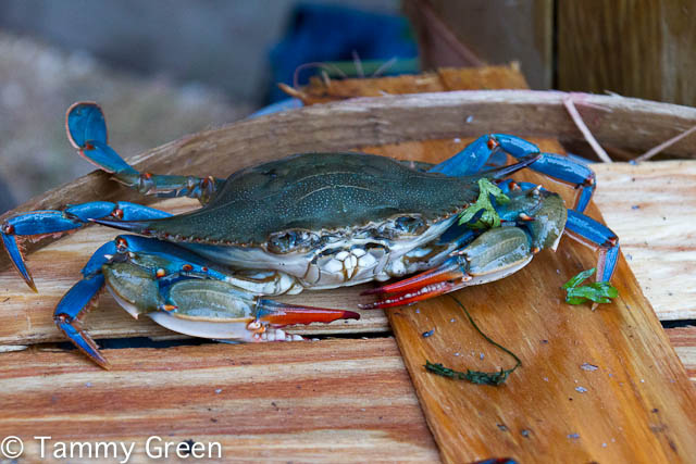 Soft Shell Crab Soft Shell Crab