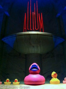 Allium Rubber Duckies